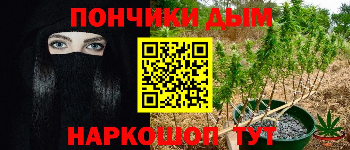 Гай  Канабис планчик  Вход с VPN  Шишки марихуана индика 